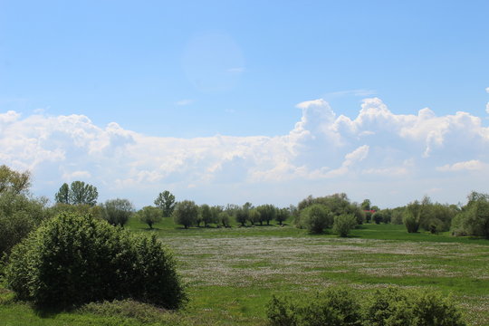 Wypas kr&oacute;w na pieknej zielonej łące