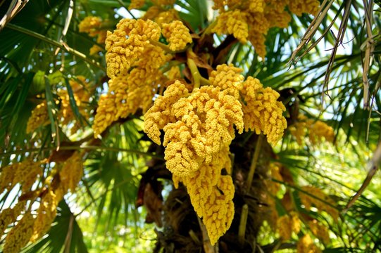 view of Hemp palm blossoms. Flowers of the Chinese Windmill Palm (Trachycarpus fortunei) in a clinic Garden in mainz (germany)
