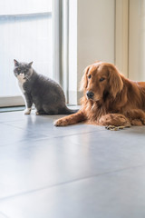 British shorthair and golden retriever, indoor shot