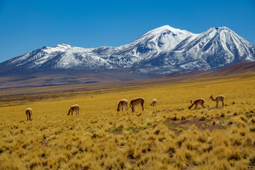 Vicugna vicugna cattle in Atacama high plateau with snow covered volcano peaks