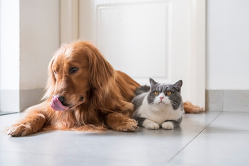 British shorthair and golden retriever, indoor shot