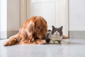 British shorthair and golden retriever, indoor shot