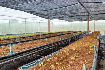 Farming organic lettuce with watering pipe on plot in greenhouse