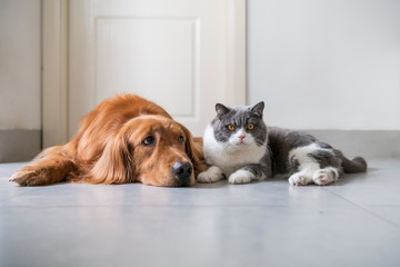 British shorthair and golden retriever, indoor shot