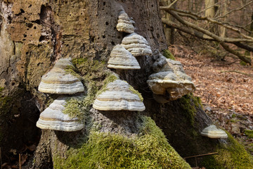 Zunderschwamm (Fomes fomentarius) an einem Baumstamm, Granitz, Naturschutzgebiet, Insel Rügen, Biosphärenreservat Südost-Rügen, Mecklenburg-Vorpommern, Deutschland, Europa