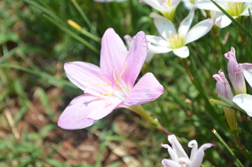 Beautiful and Cute Pink Flower in Garden