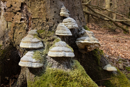 Zunderschwamm (Fomes fomentarius) an einem Baumstamm, Granitz, Naturschutzgebiet, Insel R&uuml;gen, Biosph&auml;renreservat S&uuml;dost-R&uuml;gen, Mecklenburg-Vorpommern, Deutschland, Europa