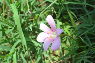 Beautiful and Cute Pink Flower in Garden