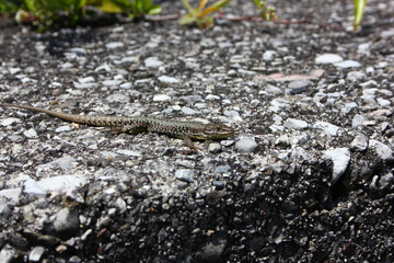 Lizard in Italy
