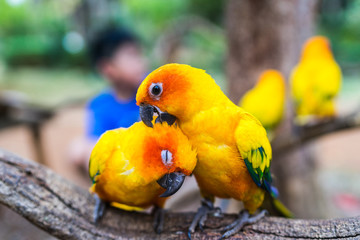 parrot standing on tree in zoo