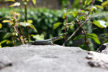 Lizard in Italy