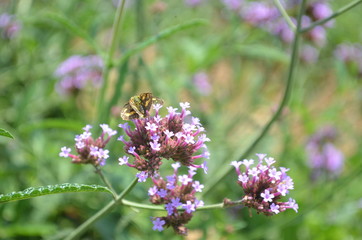 Beautiful and Cute Purple Flower in Garden