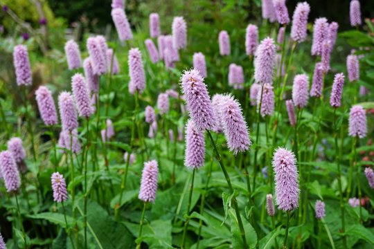 Pink perennial flowers, persicaria bistorta