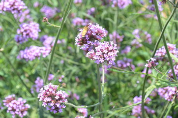 Obraz premium Beautiful and Cute Purple Flower in Garden
