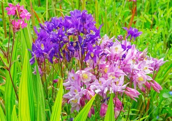Obraz premium Garden Flowers.