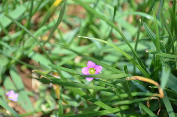 Beautiful and Cute Pink Flower in Garden