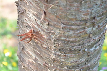 Beautiful Green Tree in Nature