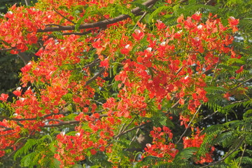 Peacock Flower tree, Flamboyant, The Flame Tree, Royal Poinciana, beautiful Thai red flower blossom on tree branches with nature background.