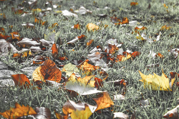 Obraz premium Comme un air d'automne