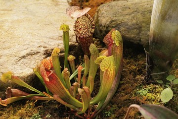 Nepenthes in the tropical forest  