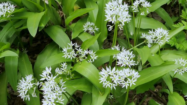 Blooming Ramsons (Allium ursinum)