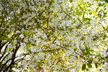 Fototapeta na wymiar Blooming cherry bush in the sun. White flowers. Blooming tree. Sunny spring day.