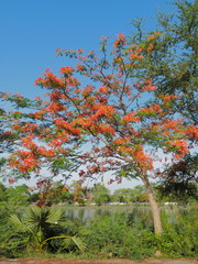Peacock Flower tree, Flamboyant, The Flame Tree, Royal Poinciana, beautiful Thai red flower blossom on tree branch with blue sky background.