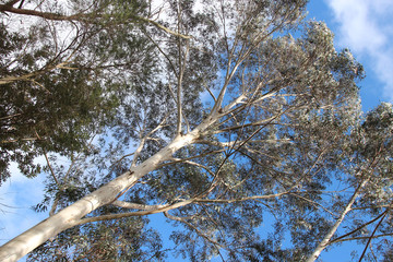 gum (?) trees in australia