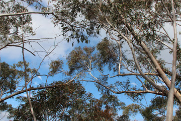 gum (?) trees in australia