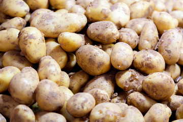 Fresh organic potatoes in the market. Many fresh potatoes as a background.