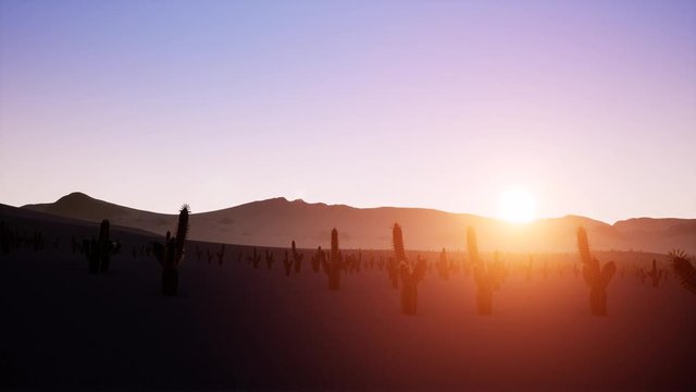 Time lapse of big sunrise over desert with silhouette of lone cactus in foreground