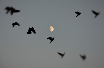 Birds flying against the moon (black silhouettes of flying birds in the sky with the moon)