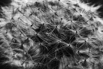 Makro Löwenzahn schwarz-weiß