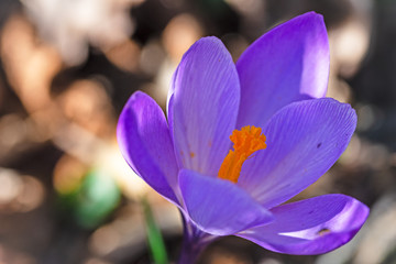 Crocus
