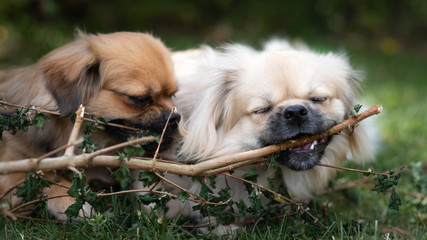 Two dogs sharing a branch together on a summers day