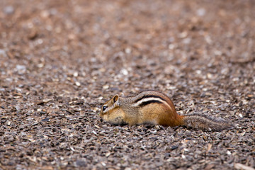 Tiny eastern chipmunk seen in profile on the ground foraging for food among seeds fallen from bird feeder, Cap-Tourmente conservation area, St-Joachim, Quebec, Canada