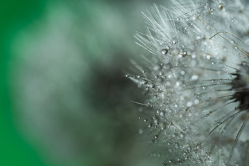 Wassertropfen grün Pusteblume