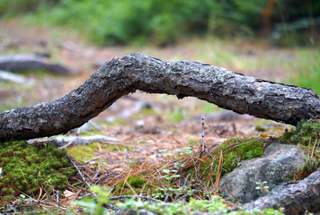 Fototapeta premium tree in the forest