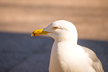 herring gull in a pedestrian area in Poland