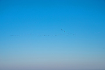 Cormorants on the sky
