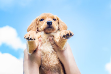 The boy lift up high puppy  breed of cocker spaniel. Small dog against the background of the light...