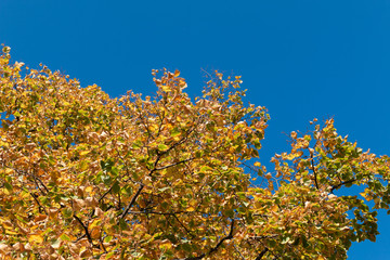 Colorful fall leaves on sunny day