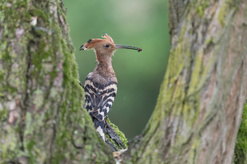 Portrait of Hoopoe bird under the rain (Upupa epops)