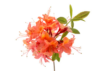 Rhododendron luteum 