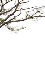 Obraz premium Branches isolated on white background. Clipping path.