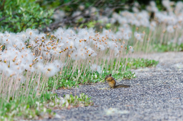 golden mantled squirrel canada