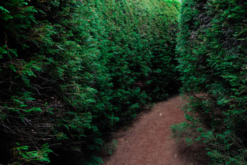 Obraz premium Jeju Kimnyoung Maze Park