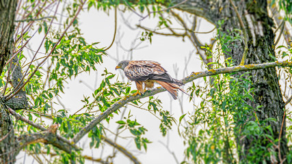 Red kite (Milvus milvus) bird is at a tree branch