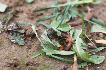 worm on the ground in the grass