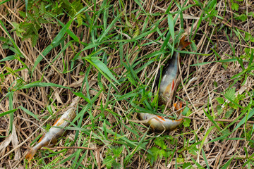  Unsuccessful fishing, catch of small perch